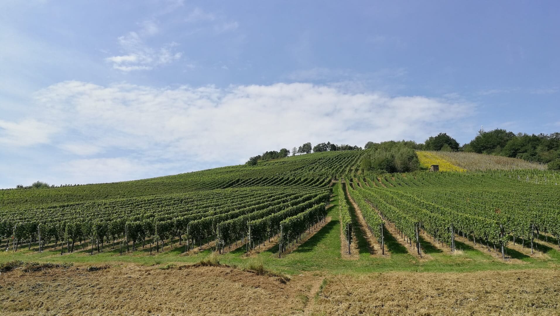 Moselweinberge