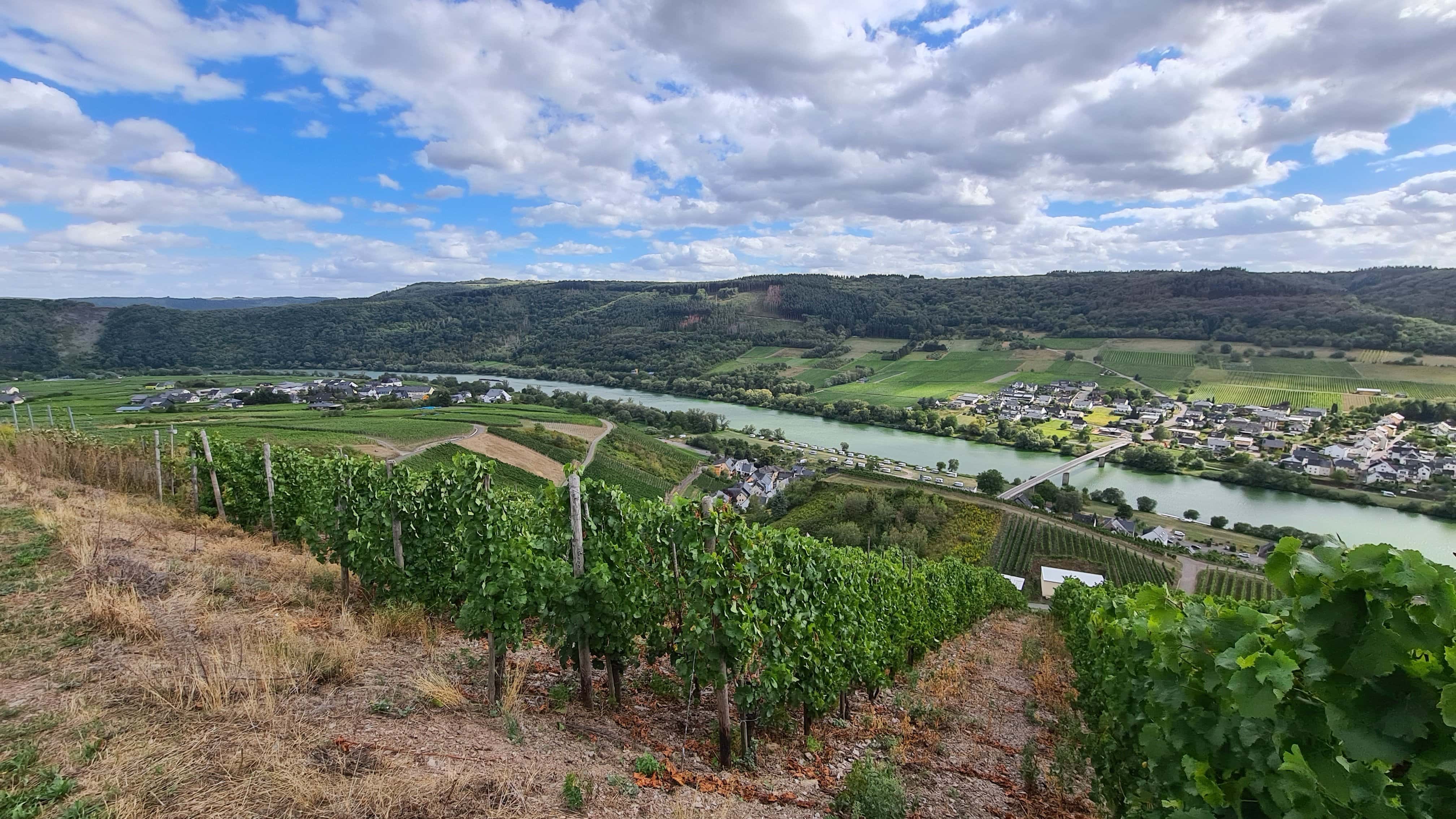 Moselblick am Weinberg
